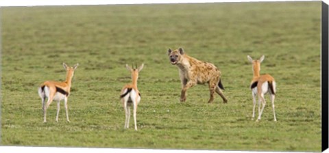 Framed Three Gazelle fawns (Gazella thomsoni) and a Spotted hyena (Crocuta crocuta) in a field, Ngorongoro Conservation Area, Tanzania Print