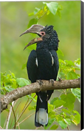 Framed Silvery-cheeked hornbill perching on a branch, Lake Manyara, Arusha Region, Tanzania Print