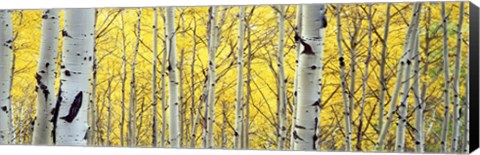 Framed Aspen trees in a forest Print