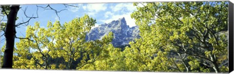 Framed Aspen trees in a forest with mountains in the background, Mt Teewinot, Grand Teton National Park, Wyoming, USA Print