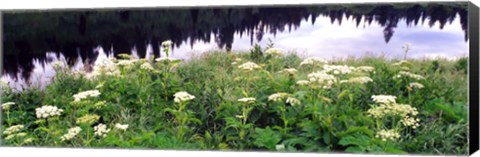 Framed Cow Parsnip (Heracleum maximum) flowers near a pond, Moose Pond, Grand Teton National Park, Wyoming, USA Print