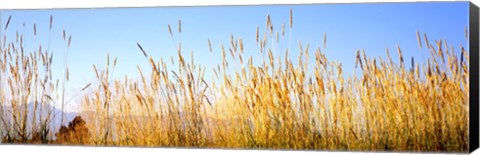 Framed Tall grass in a national park, Grand Teton National Park, Wyoming, USA Print