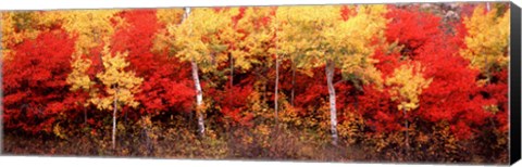 Framed Aspen and Black Hawthorn trees in a forest, Grand Teton National Park, Wyoming Print