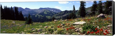 Framed Wildflowers in a field, Rendezvous Mountain, Teton Range, Grand Teton National Park, Wyoming, USA Print