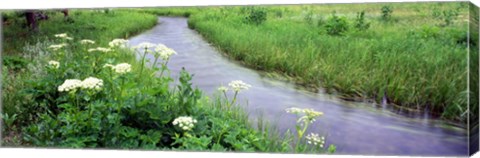 Framed Cow Parsnip (Heracleum maximum) flowers near a stream, Cottonwood Creek, Grand Teton National Park, Wyoming, USA Print