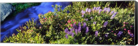Framed High angle view of Lupine and Spirea flowers near a stream, Grand Teton National Park, Wyoming, USA Print