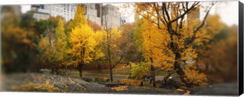 Framed Autumn trees in a park, Central Park, Manhattan, New York City, New York State, USA Print