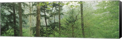 Framed Trees in spring forest, Turkey Run State Park, Parke County, Indiana, USA Print