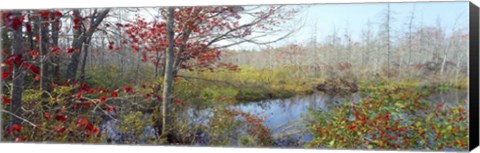 Framed Trees in a forest, Damariscotta, Lincoln County, Maine, USA Print