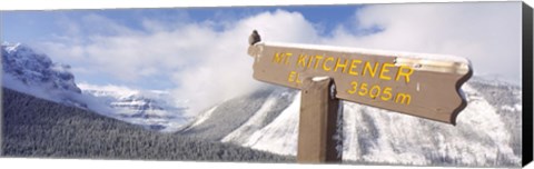 Framed Clark&#39;s Nutcracker (Nucifraga columbiana) perching on mountain sign, Mt. Kitchener, Jasper National Park, Alberta, Canada Print