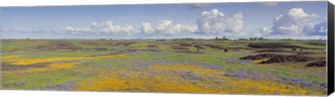 Framed Goldfield flowers in a field, Table Mountain, Sierra Foothills, California, USA Print
