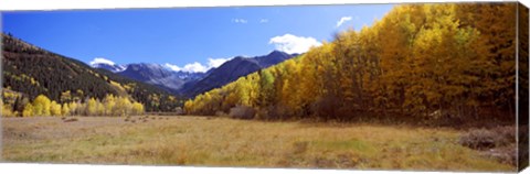 Framed Aspens on a Hilll, Aspen, Colorado Print