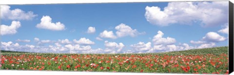 Framed Meadow flowers with cloudy sky in background Print