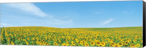 Framed Field of sunflower with blue sky Print