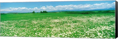 Framed Meadow flowers, Daisy field Print