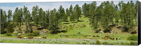 Framed Horses on roundup, Billings, Montana, USA Print