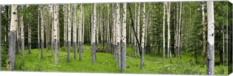 Framed Aspen Trees Banff, Alberta, Canada Print