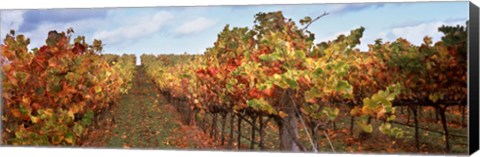 Framed Autumn in a vineyard, Napa Valley, California, USA Print