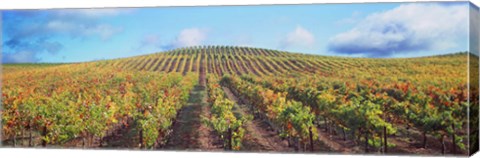 Framed Vineyard, Napa Valley, California, USA Print