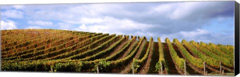 Framed Rows of vines with leaves, Napa Valley, California, USA Print