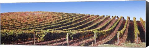 Framed Rows of vines on a hill, Napa Valley, California, USA Print