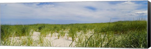 Framed Sand dunes at Crane Beach, Ipswich, Essex County, Massachusetts, USA Print