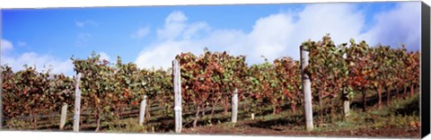 Framed Vines in a vineyard, Napa Valley, Wine Country, California, USA Print