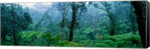 Framed Trees in a rainforest, Hawaii Volcanoes National Park, Big Island, Hawaii, USA Print