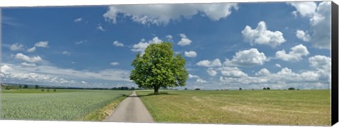 Framed Country road passing through a field, Horb Am Neckar, Baden-Wurttemberg, Germany Print