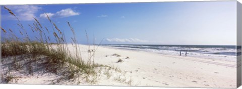 Framed Tall grass on the beach, Perdido Key Area, Gulf Islands National Seashore, Pensacola, Florida, USA Print