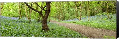 Framed Bluebells growing in a forest, Woolley Wood, Sheffield, South Yorkshire, England Print