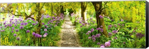 Framed Laburnum trees at Barnsley House Gardens, Gloucestershire, England Print