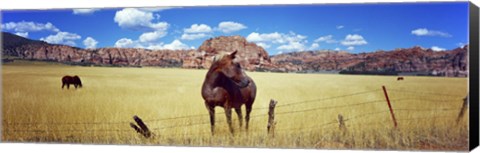 Framed Horses Grazing at Kolob Reservoir, Utah Print