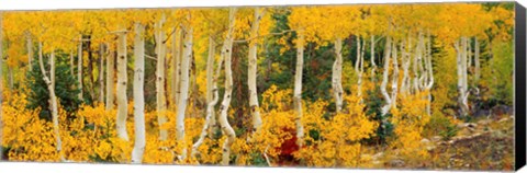 Framed Aspen Trees in Autumn, Dixie National Forest, Utah Print