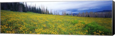 Framed Wildflowers in bloom at morning light, Dixie National Forest, Utah, USA Print