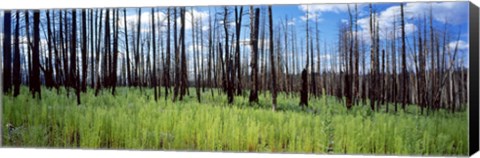 Framed Burnt Pines at the Grand Canyon, Arizona Print