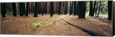 Framed Burnt pine trees in a forest, Yosemite National Park, California, USA Print