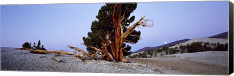 Framed Bristlecone pine tree in Ancient Bristlecone Pine Forest, White Mountains, California, USA Print