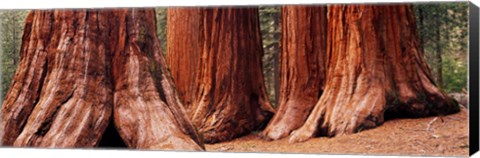 Framed Trees at Sequoia National Park, California, USA Print