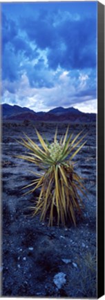 Framed Yucca flower in Red Rock Canyon National Conservation Area, Las Vegas, Nevada, USA Print