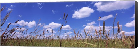 Framed Field of grass, Baden-Wurttemberg, Germany Print