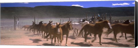 Framed Close up of Horses running in a field, Colorado Print