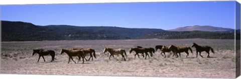 Framed Horses running in a field, Colorado Print