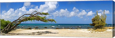 Framed Divi divi tree (Caesalpinia Coriaria) at the coast, Aruba Print