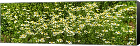 Framed German chamomile (Matricaria chamomilla) in bloom Print