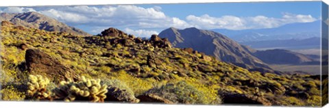 Framed Wildflowers on rocks, Anza Borrego Desert State Park, Borrego Springs, San Diego County, California, USA Print