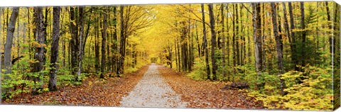 Framed Trees along a pathway in autumn, Hiawatha National Forest, Alger County, Upper Peninsula, Michigan, USA Print