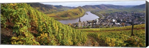 Framed High angle view of vineyards with town along the river, Bremm, Mosel River, Calmont, Rhineland-Palatinate, Germany Print