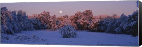 Framed Snow covered forest at dawn, Denver, Colorado, USA Print