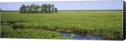 Framed Plants on a wetland, Jean Lafitte National Historical Park And Preserve, New Orleans, Louisiana, USA Print